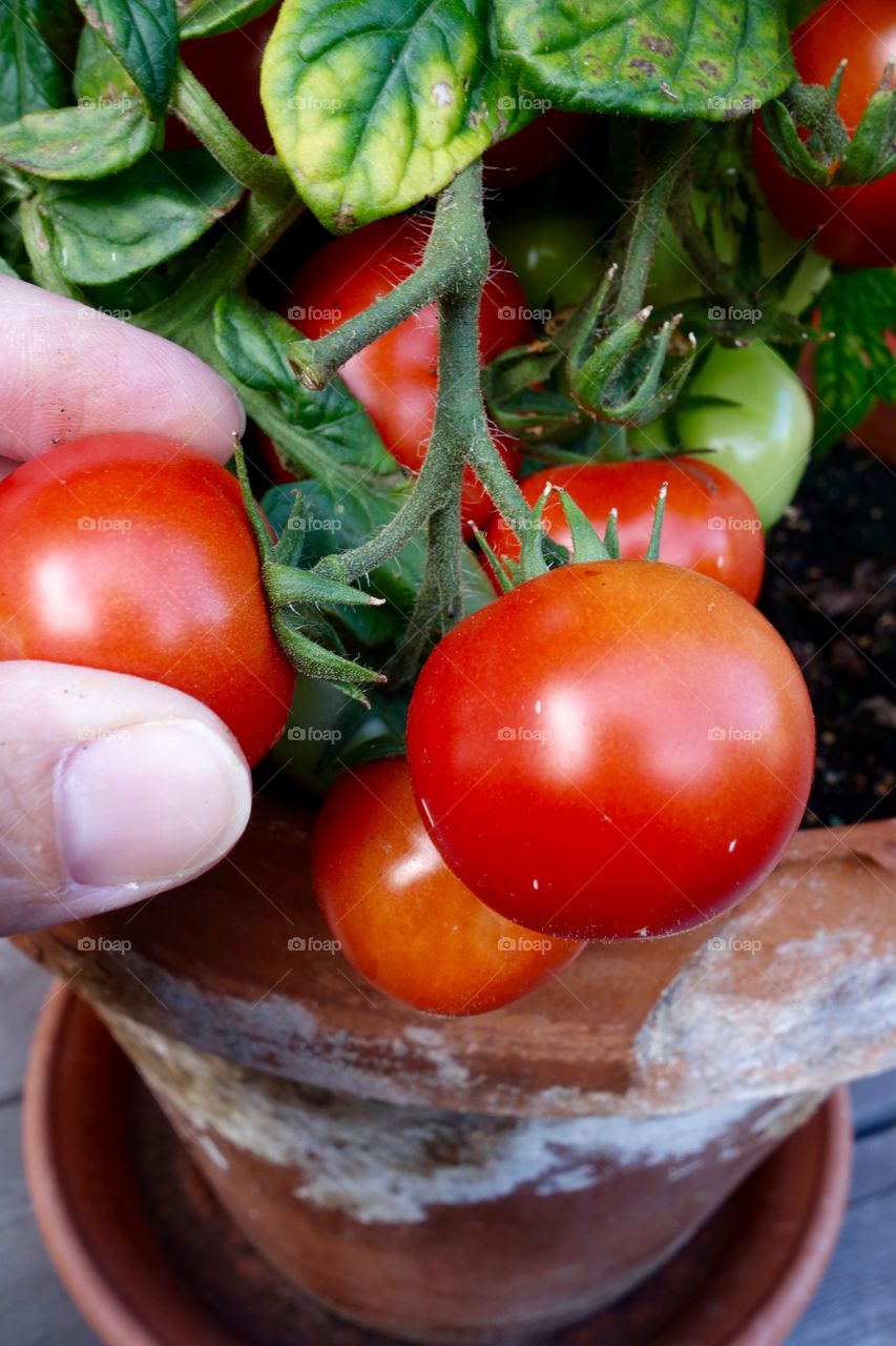 I only planted one tomato plant but it is full of tomatoes and the taste delicious.