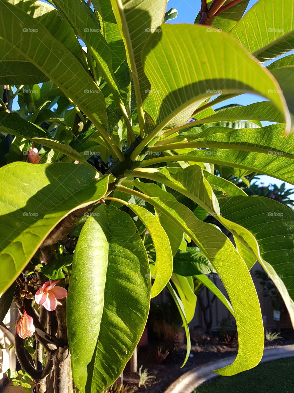 light through a frangipani tree