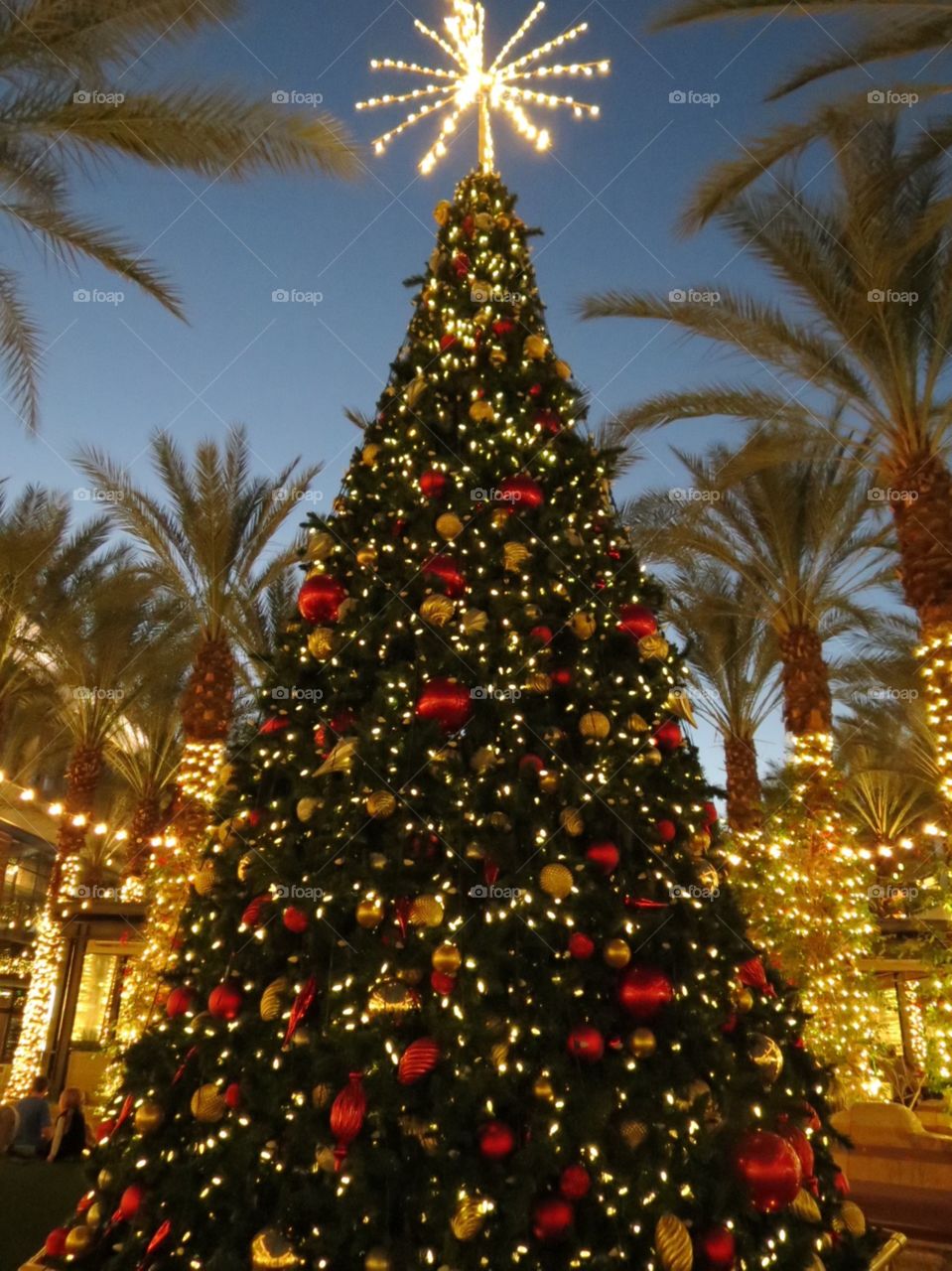 Beautiful Christmas lights and tree.