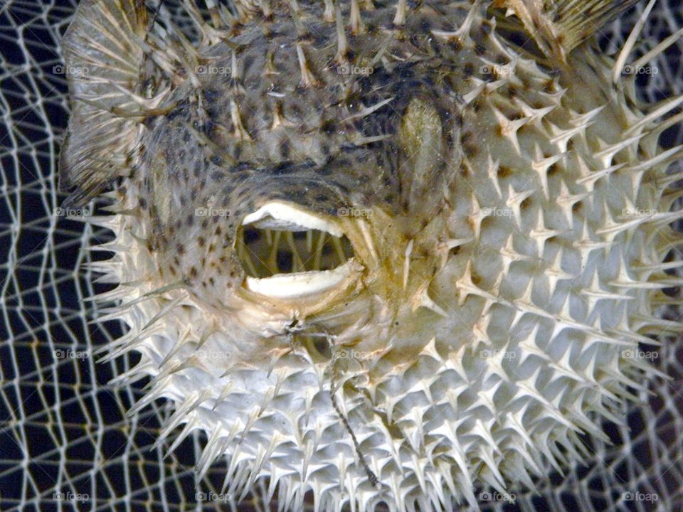 Blow Fish