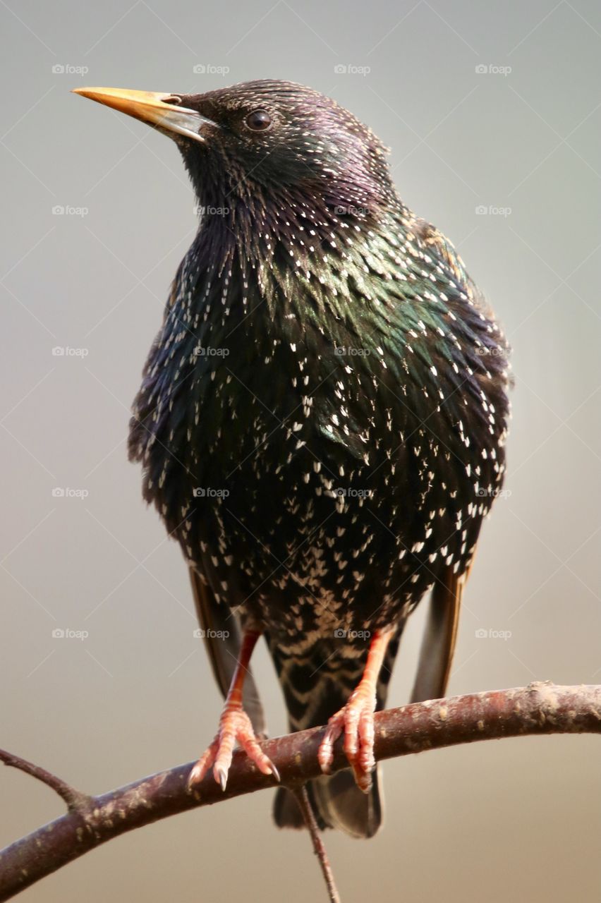 Starling