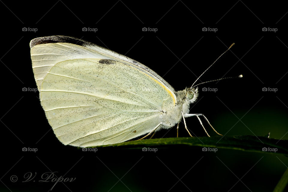 Large white