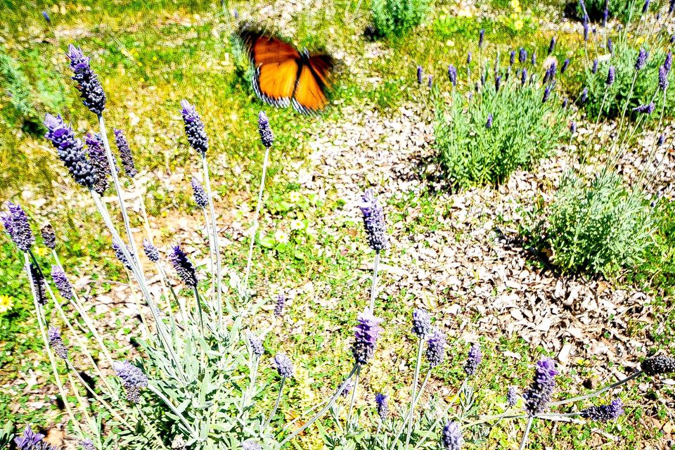 Butterfly in the lavender field 
