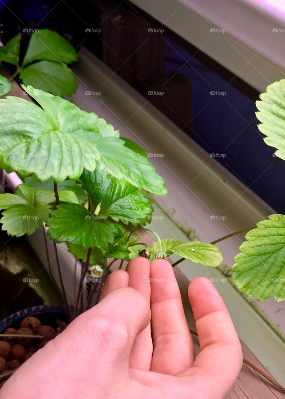 Organic, Strawberries , Aquaponics, Gutter Garden, Indoor