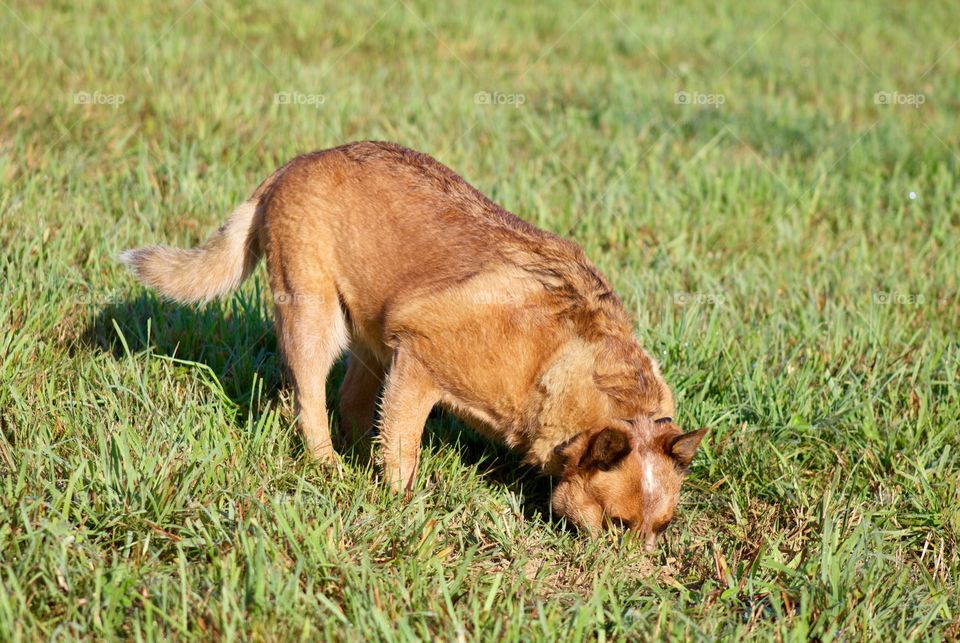 Animals in the Fall - an Australian Cattle Dog / Red Heeler inspects a burrow in a pasture