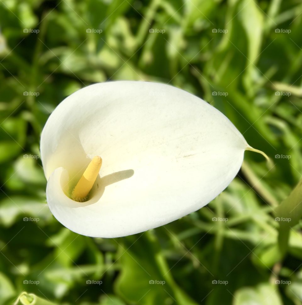 The beautiful Lily flower in full bloom