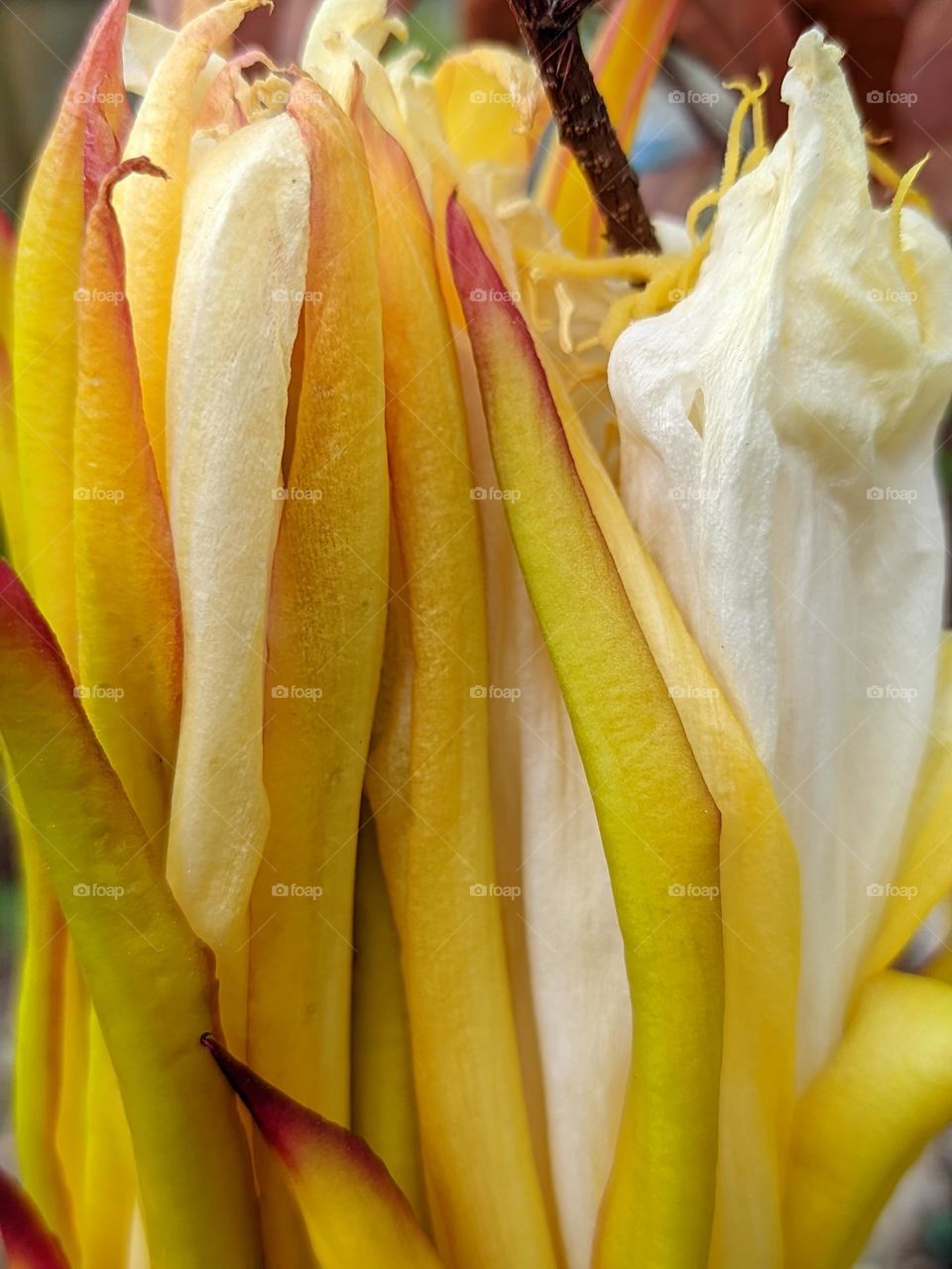 this is dragon fruit flower😁