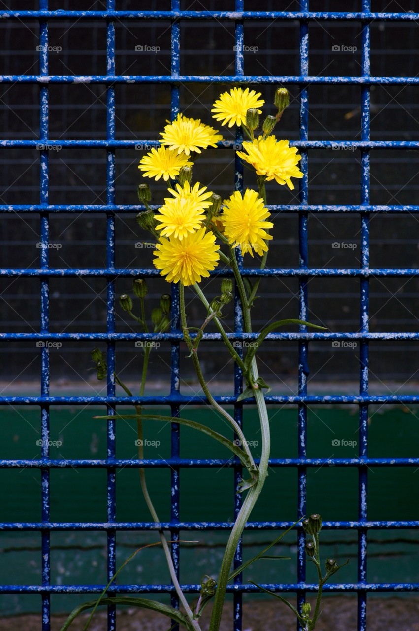 yellow nature dandelion flower by mparratt
