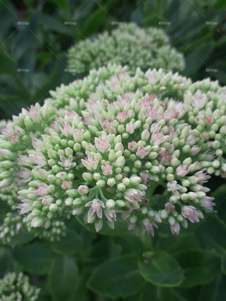 evolving buds of sedum