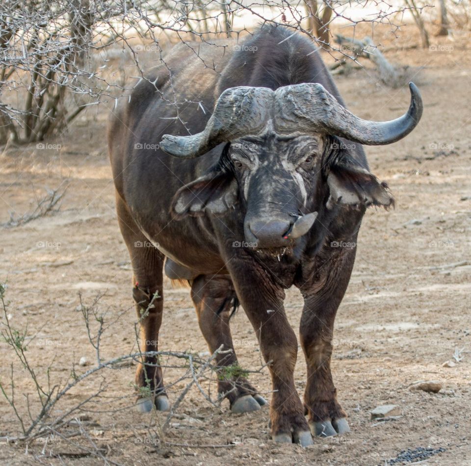 Cape buffalo 