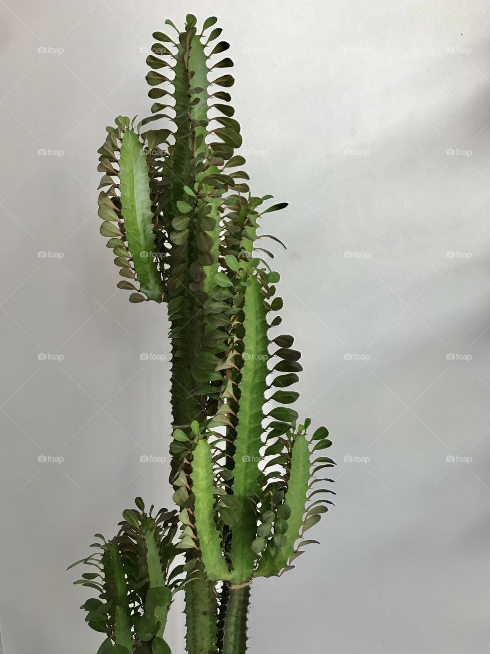 Strong and fierce like a cactus