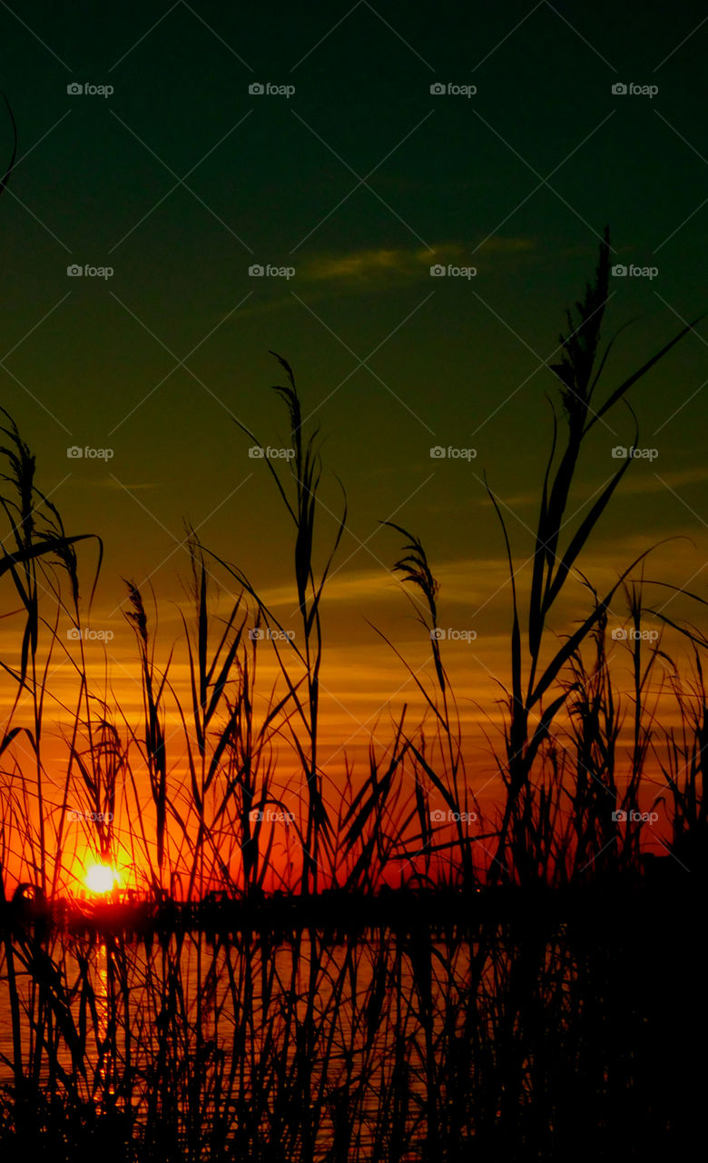 Silhouette of plant during sunset