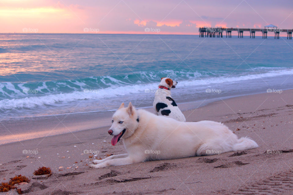Dogs beach