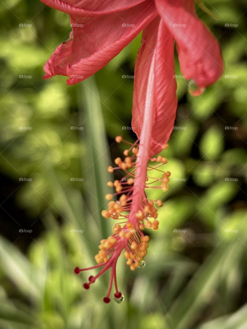 Closeup of a beautiful red hibiscus hanging down with droplets of morning dew ❤️