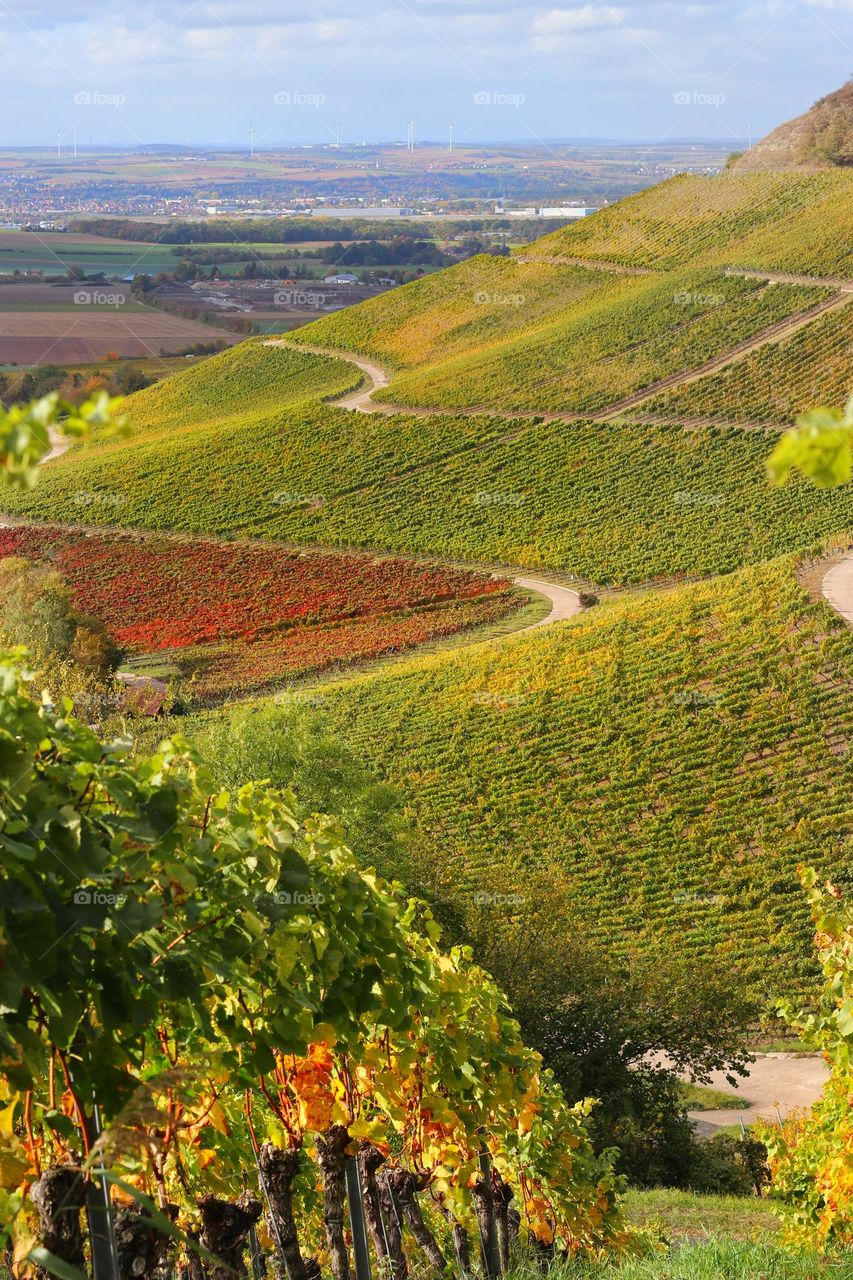 Orange colored vineyards in autumn in front of a village under blue sky