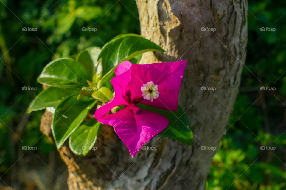 Bougainvillea spectabilis, also known as great bougainvillea, is a species of flowering plant