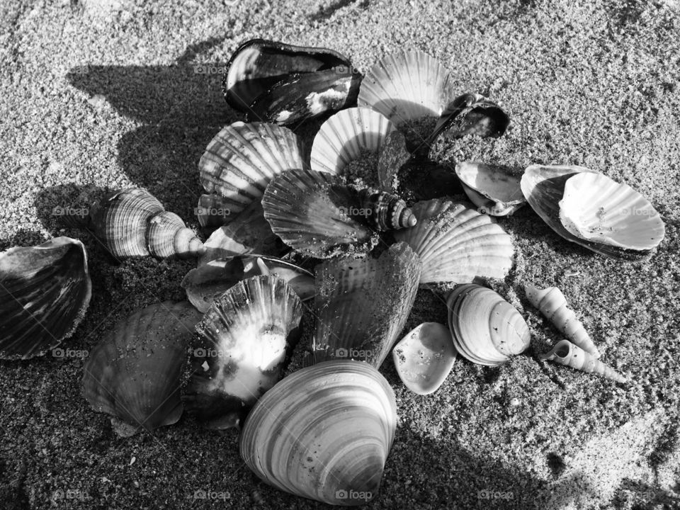 Shells on the beach 