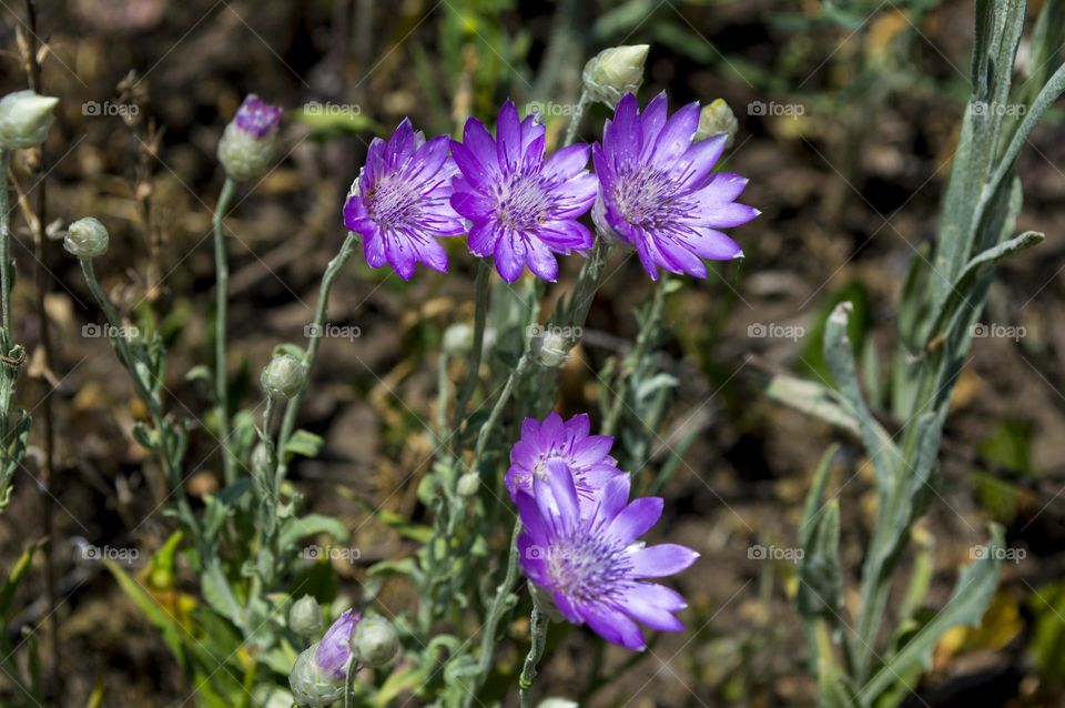 Lilac immortelle