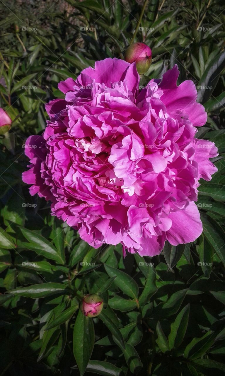 The peony flower is pink. Garden.