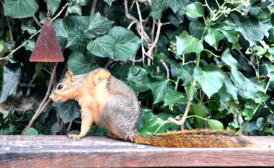 Squirrel with an Itch