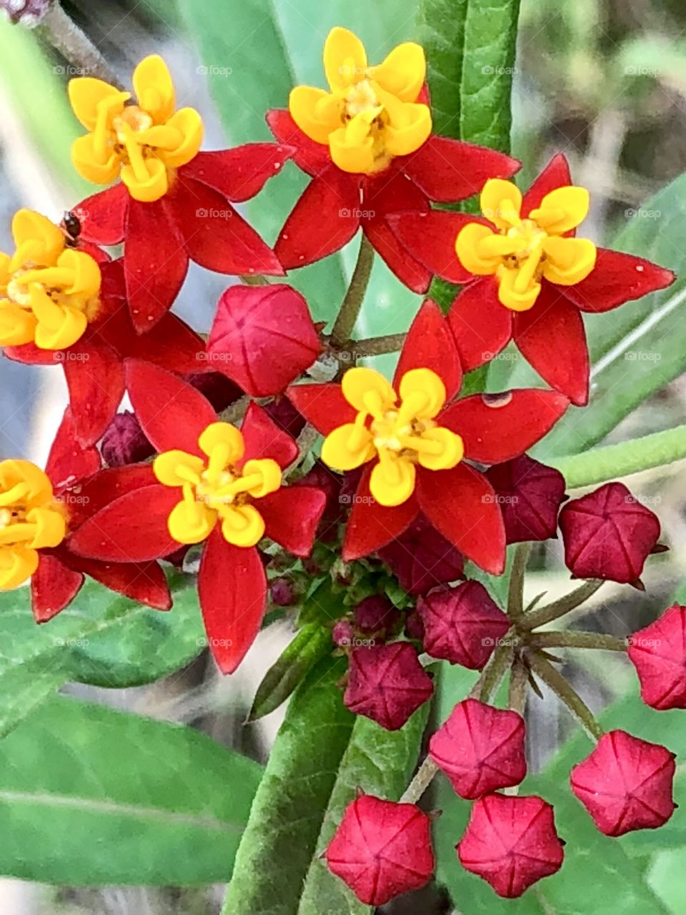 Tropical milkweed are among the smaller bright beacons of color to draw the eye- 