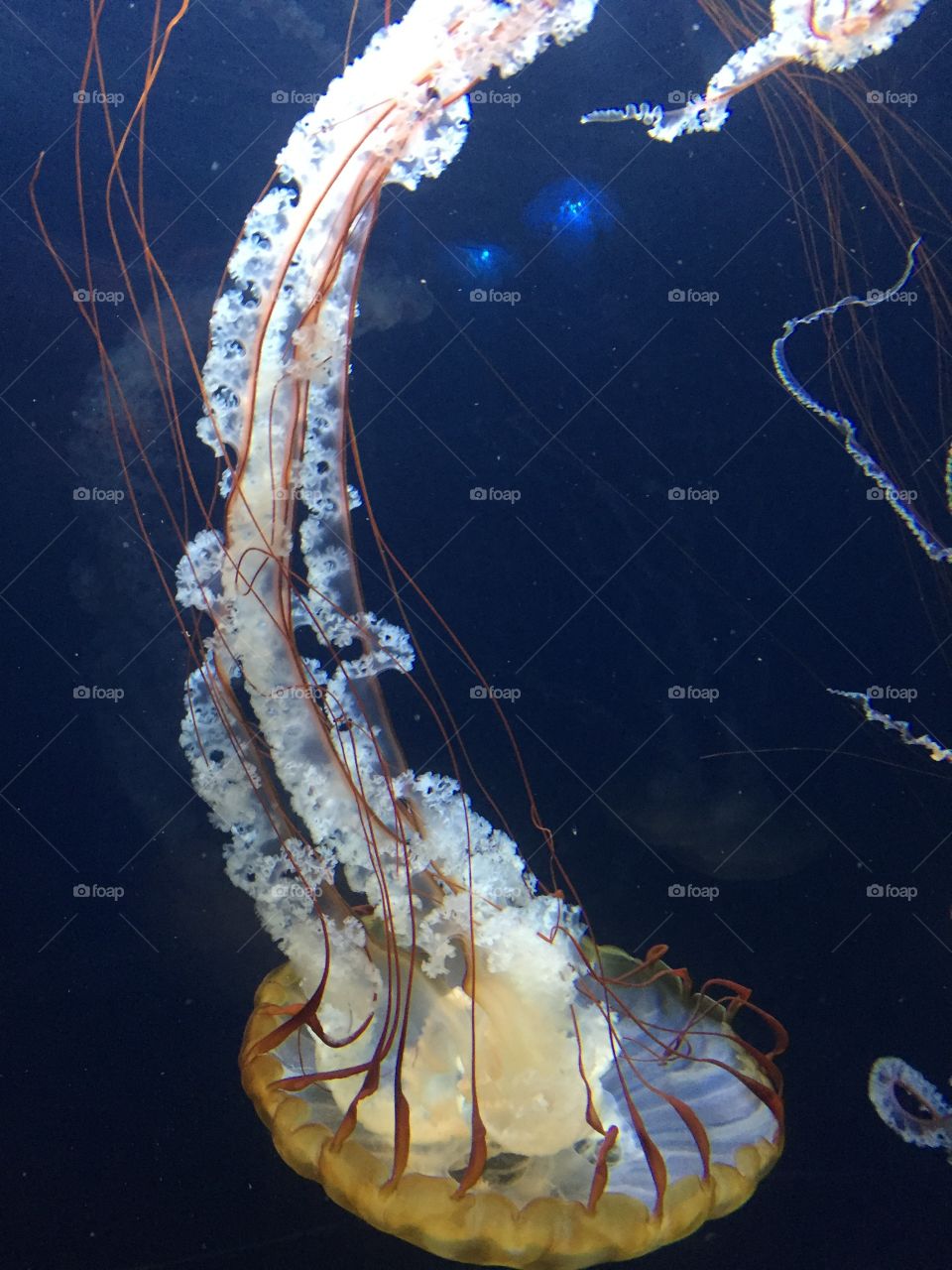 Jellyfish on iPhone 6