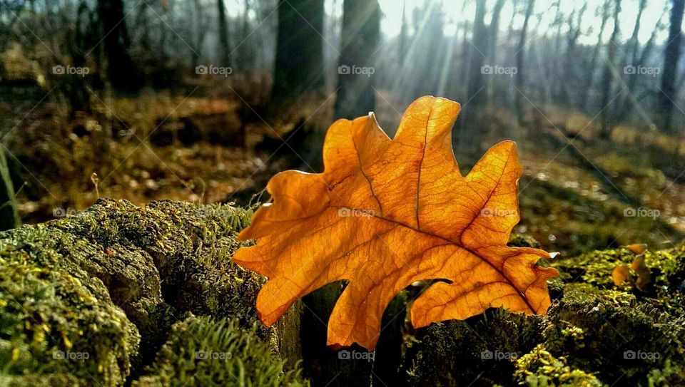 Fall, Leaf, Wood, No Person, Nature
