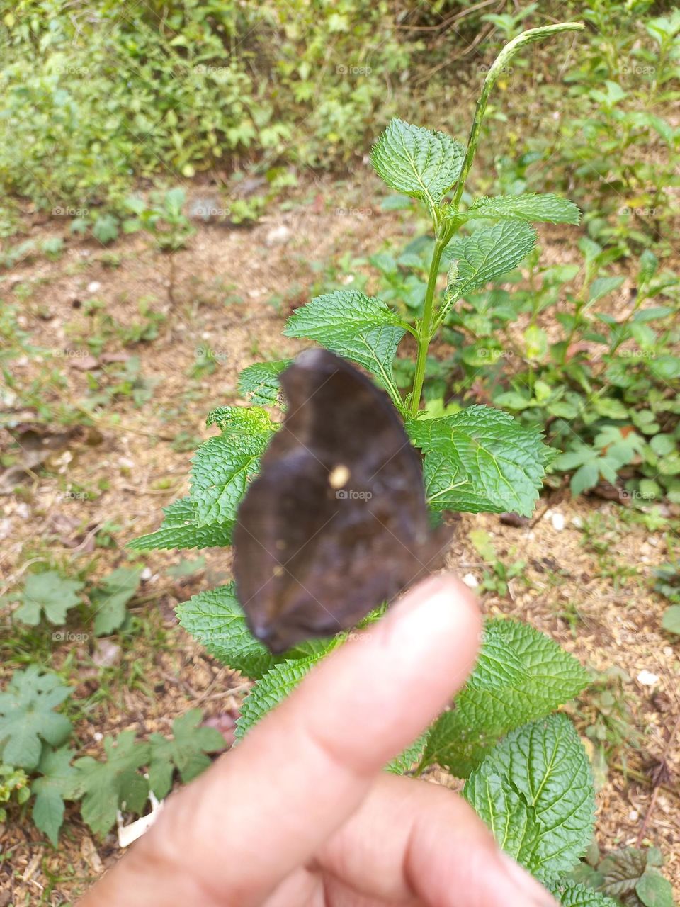 Beautiful butterfly perched on the fingers