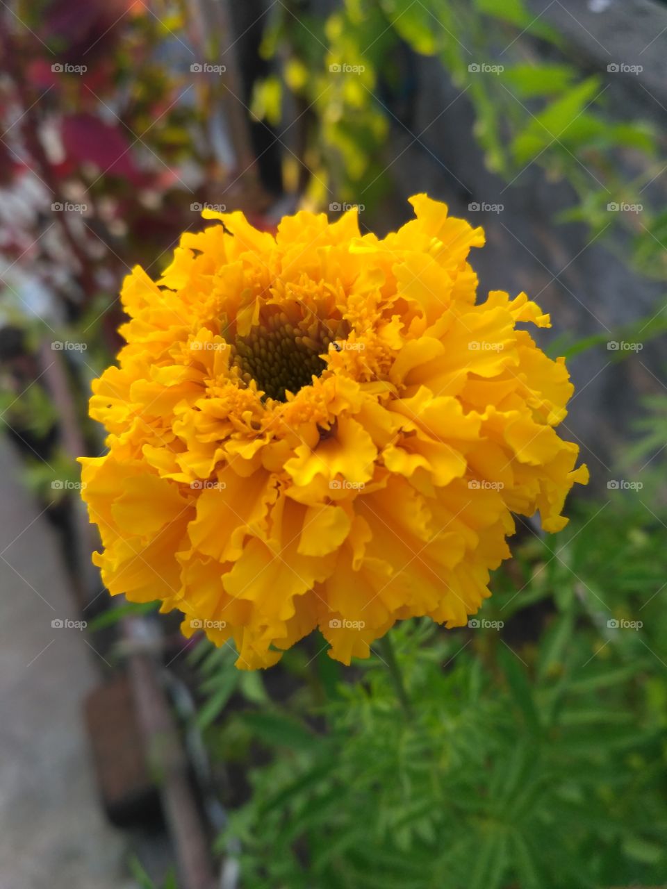 Marigold flower, blooming