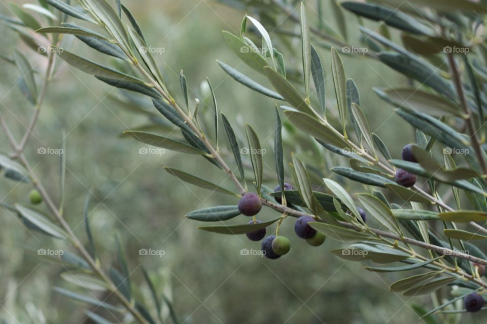 Olives 