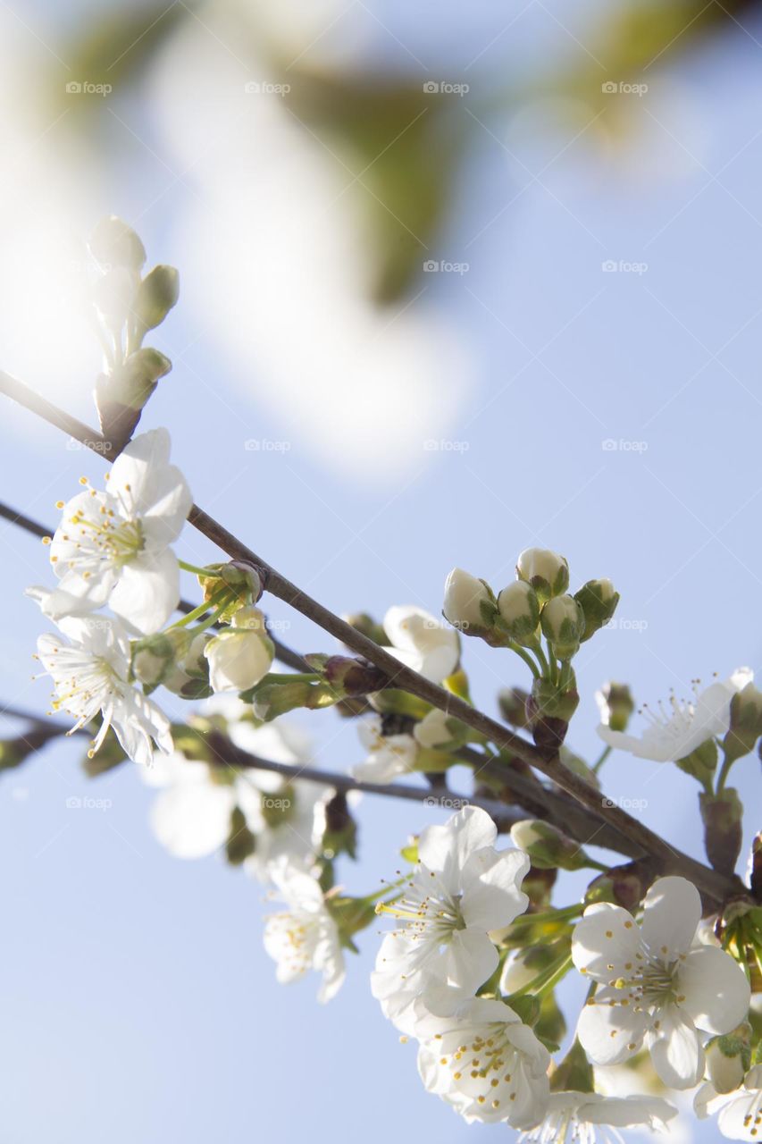 Spring flowering of trees and flowers on a sunny day in spring.