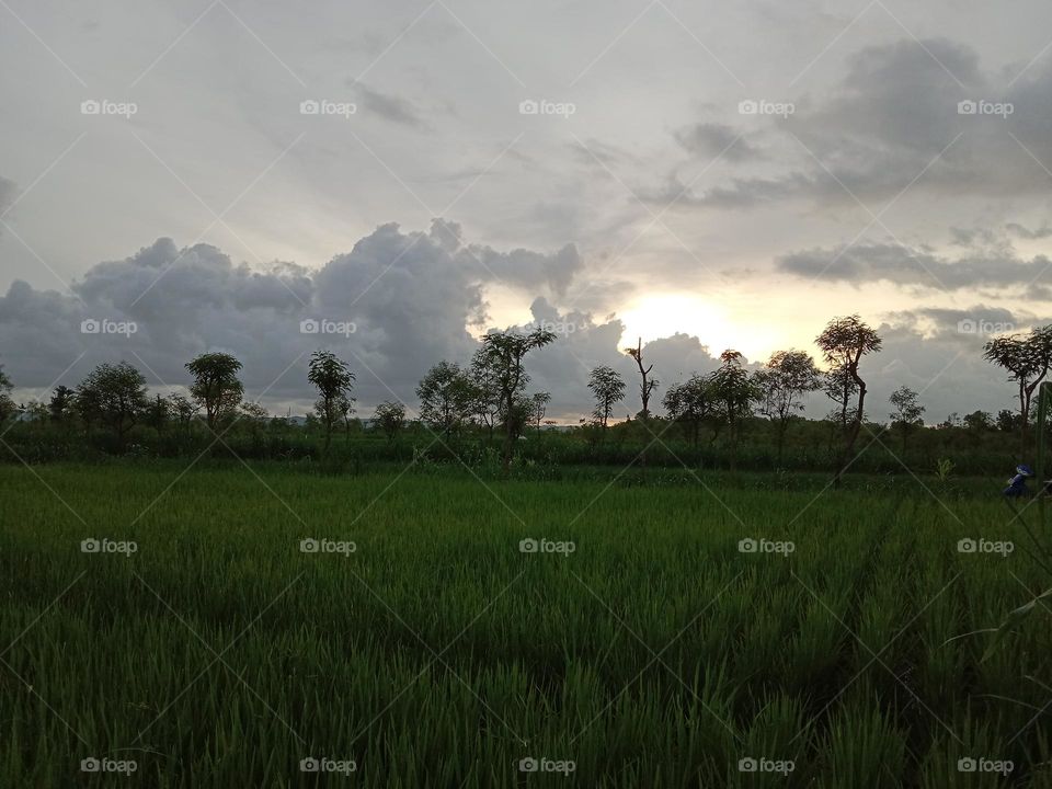 green rice plants that thrive in the fields.