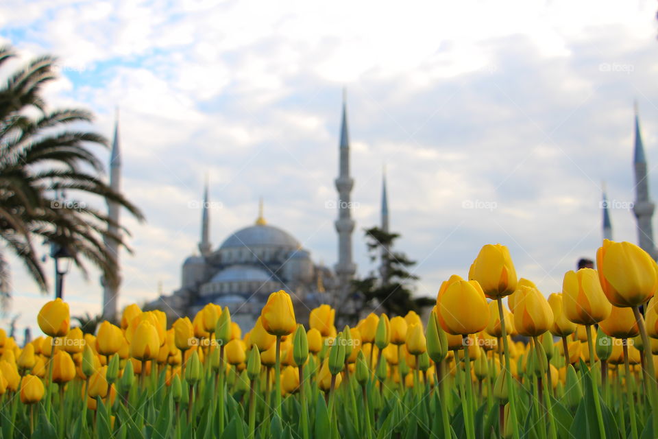 tulips and blue mosque