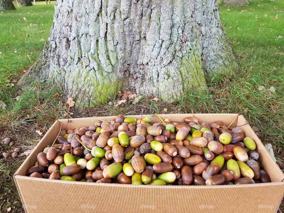 Fallen acorns from oak tree