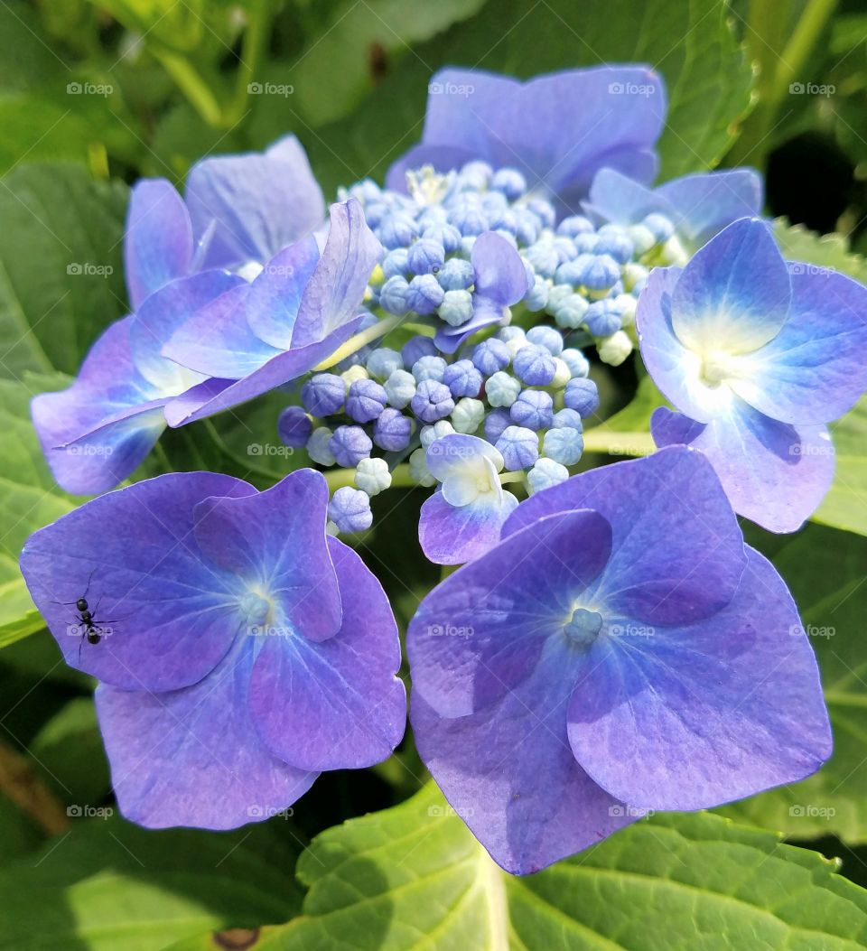 Ant on Purple Blue hydrangea petal in full bloom, lace flower.