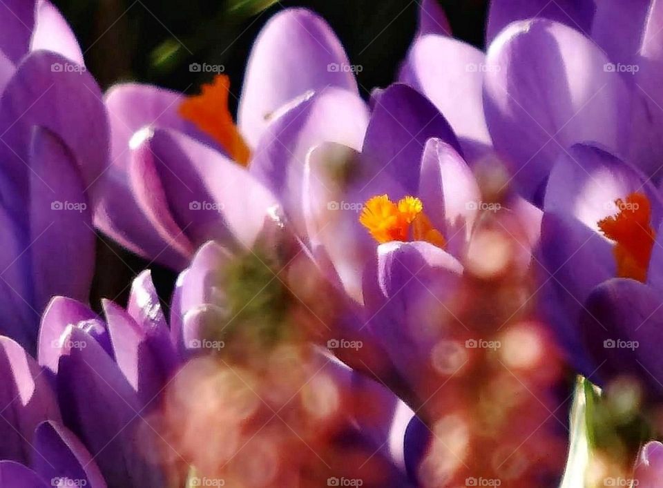 Purple crocus Close-up