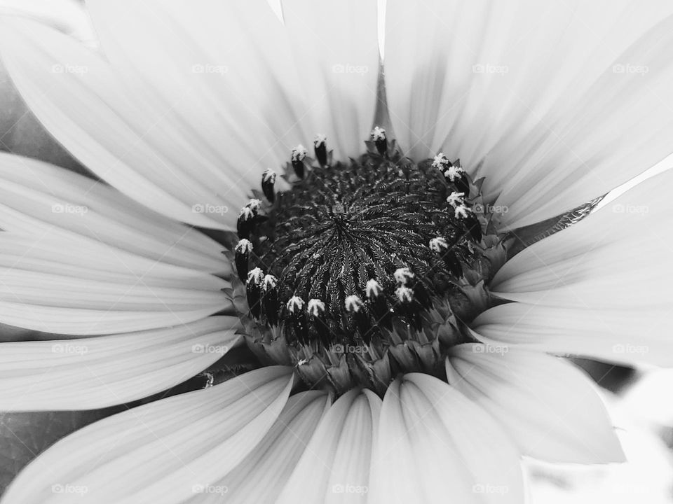 Close-up of a sunflower in black and white.