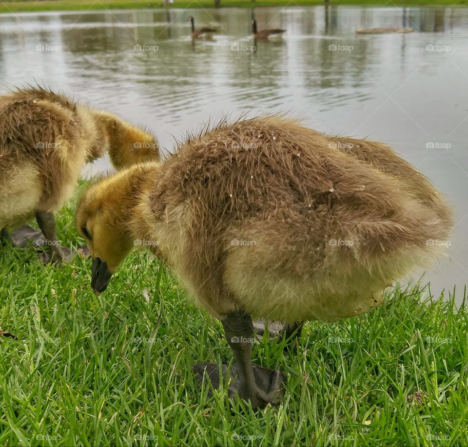 Baby geese in the grass