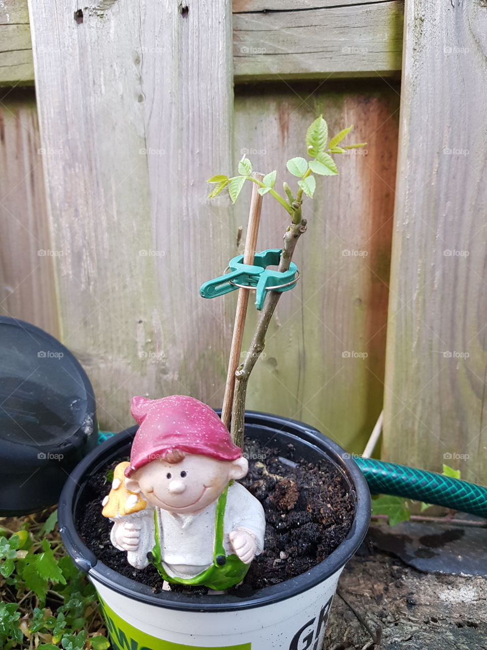 little walnut tree is back