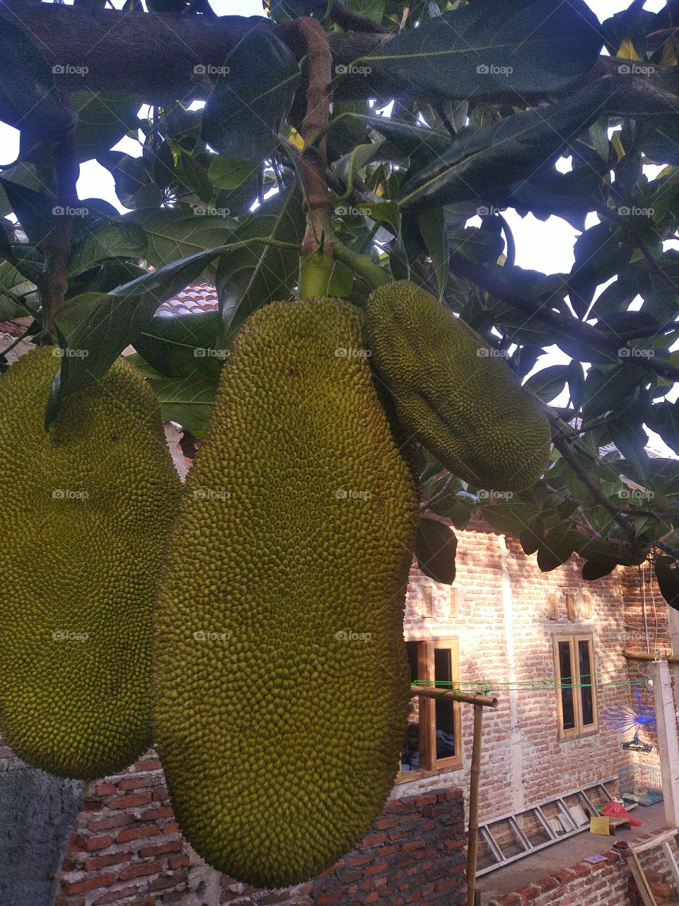 Jackfruit