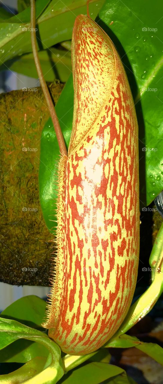 Pitcher before it opens