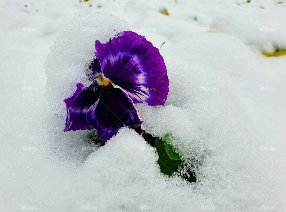 First snow