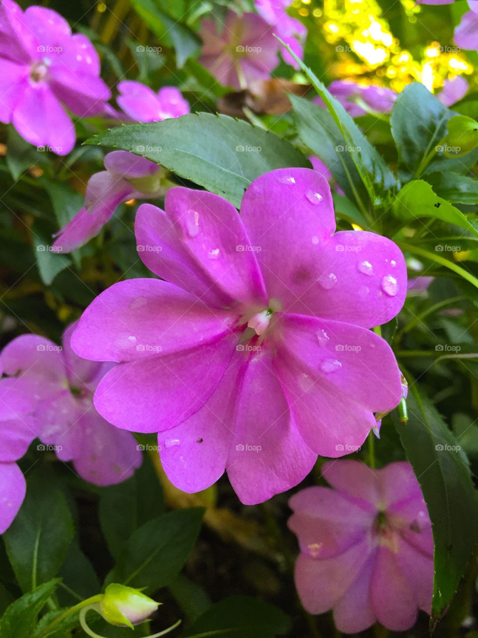 Raindrops on Petals