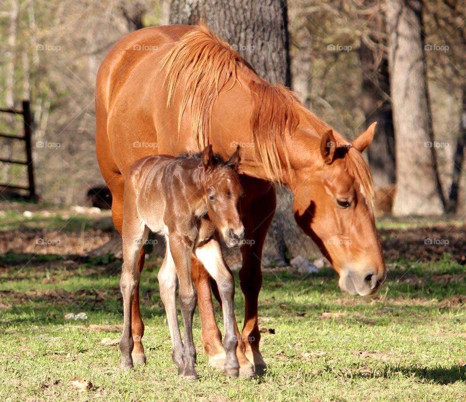 Side view of foal and horse