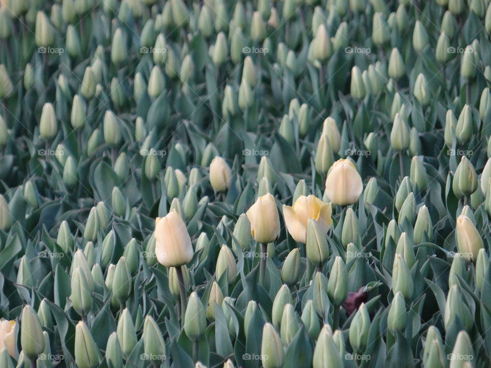 Imperfect field of Tulips 