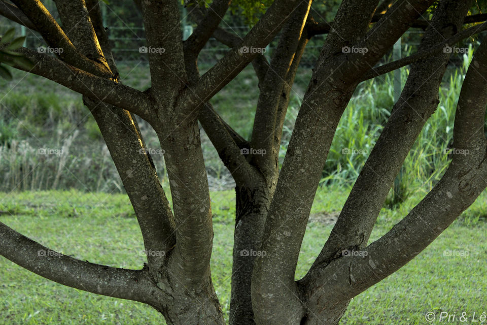 Tree trunk 1