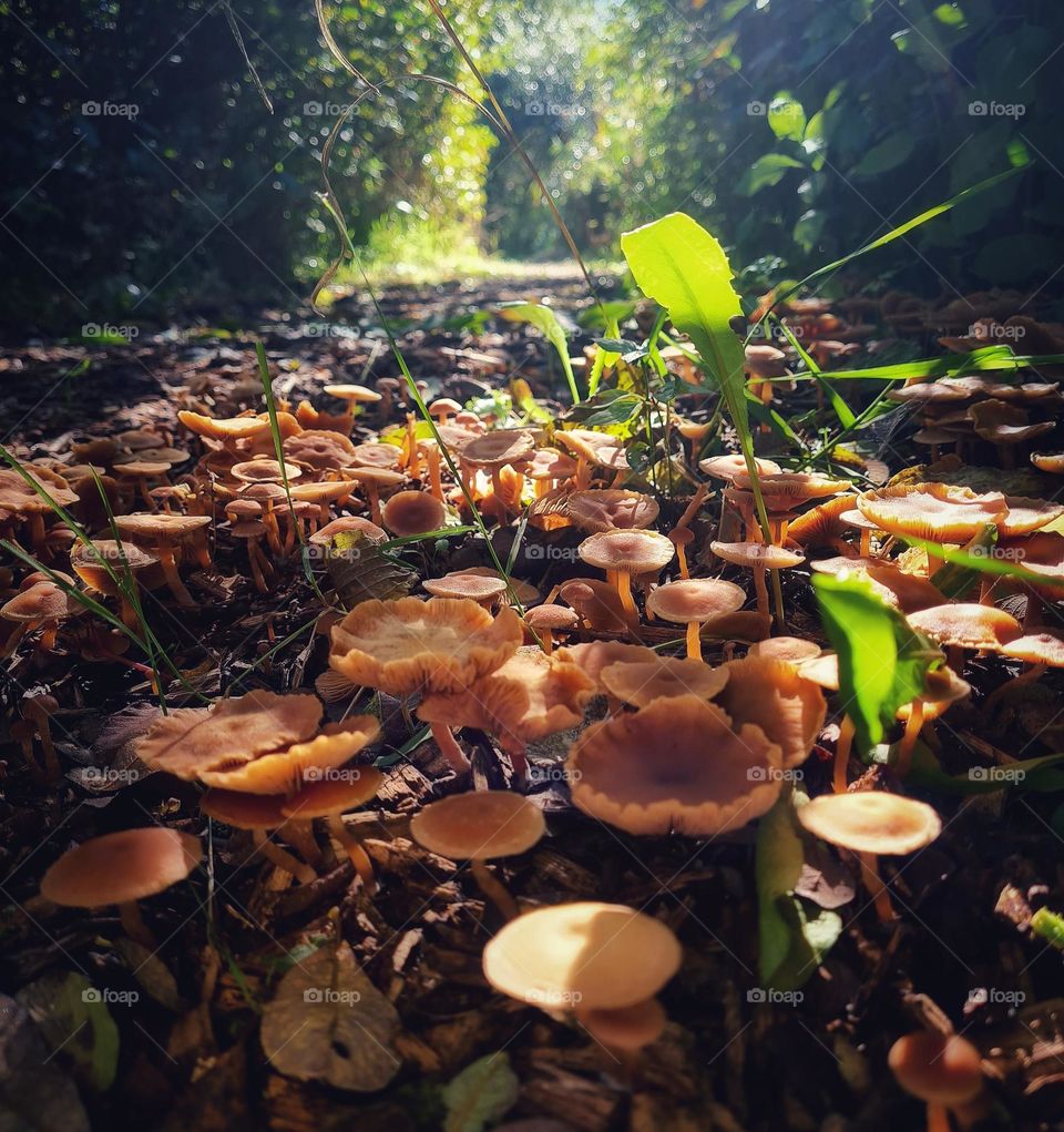 While walking in the forest on an untrodden forest path and see the sun shining on the mushrooms...if i stepped in to a fairytale.💚💚💚