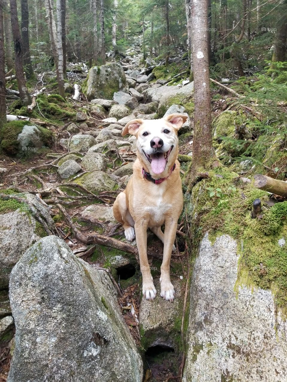 hiking dog