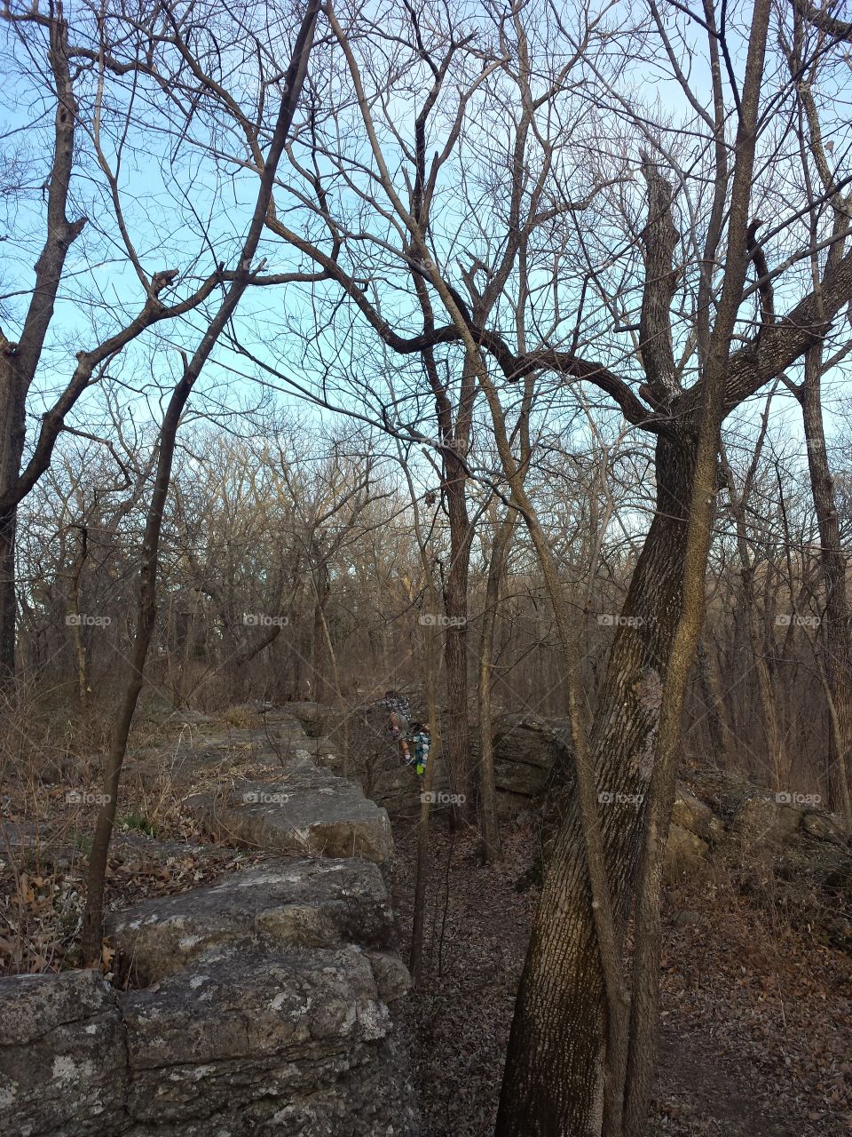 March Woodland Views