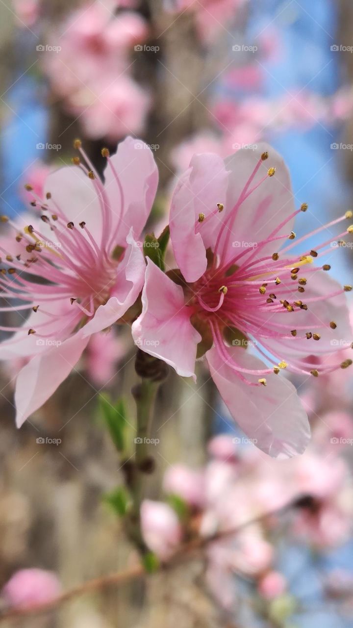 peach blossoms